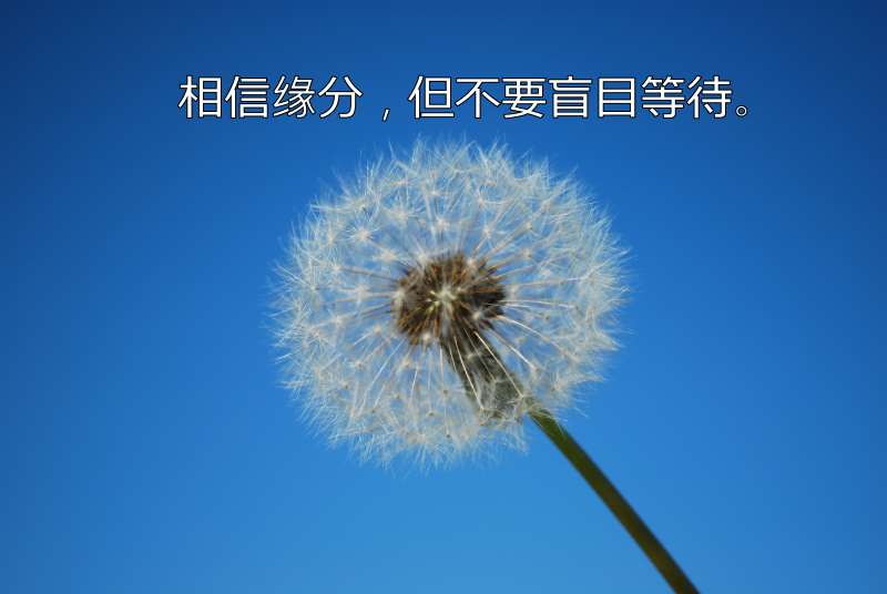 Dandelion with Blue Sky Background