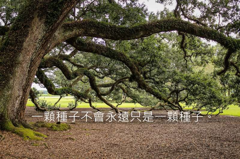 virginia-live-oak-440351_800