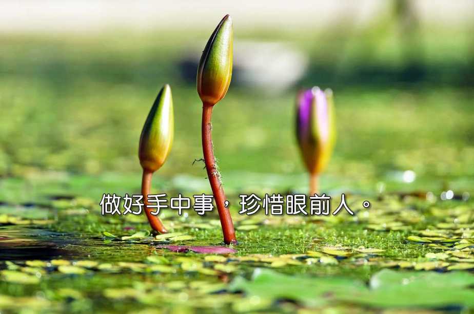 water-lilies-1388690_1280-2