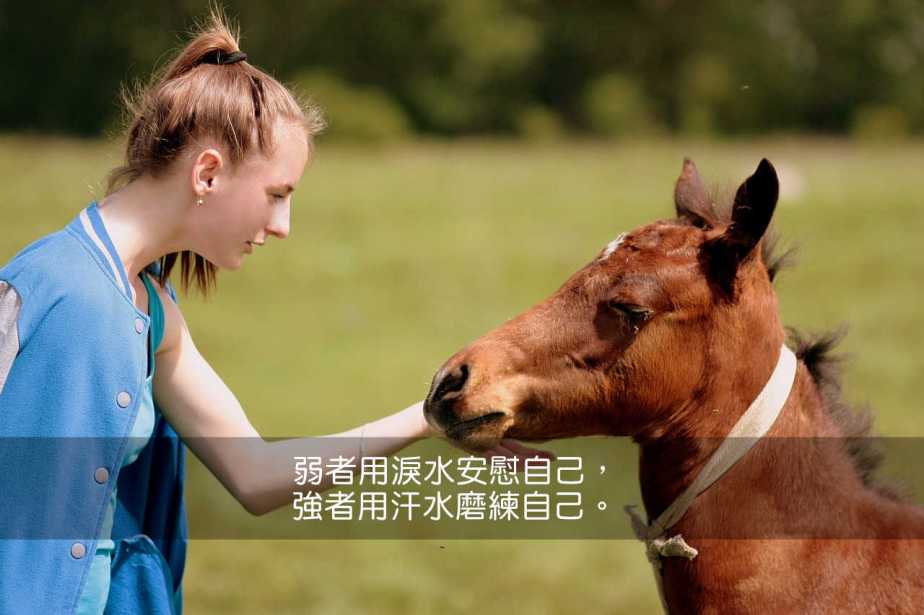 horse-1341780_1280-2