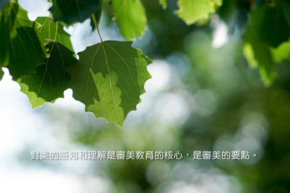 leaves-1469616_1280-2
