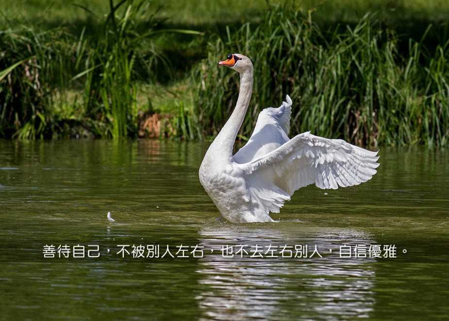 swan-359931_1280-2