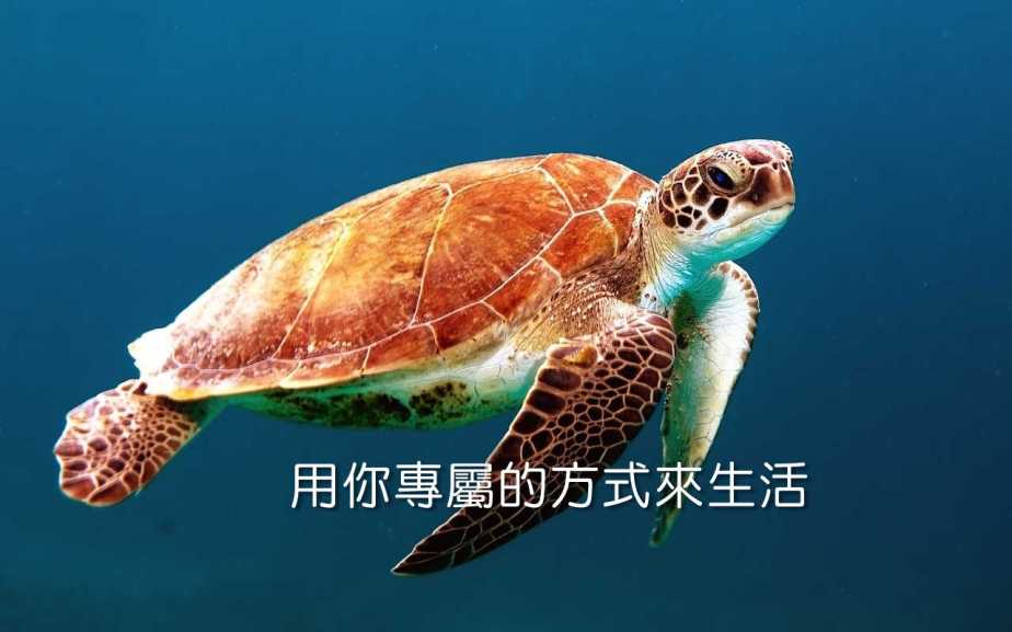 turtle-863336_1280-2