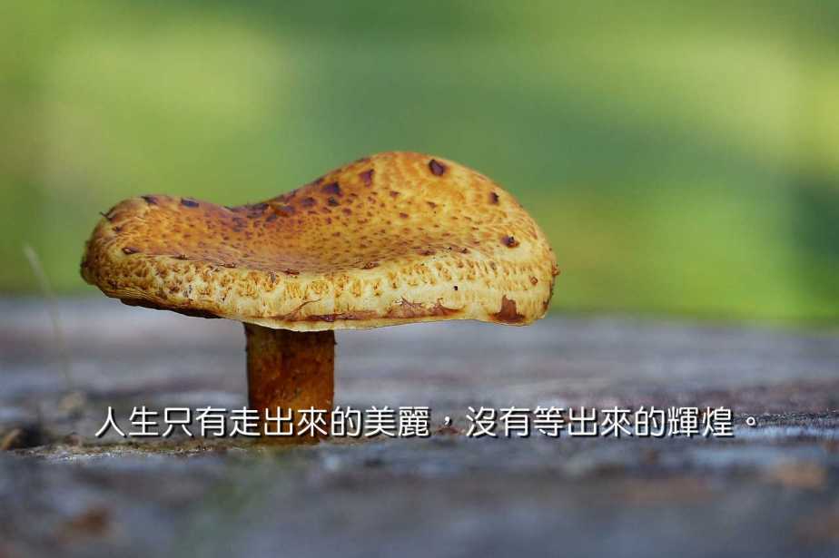 mushroom-467553_1280