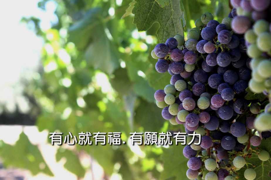 vineyard-1719495_1280-2