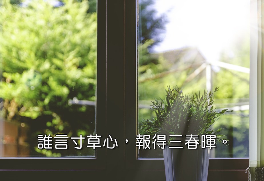 plant-1837092_1280-2