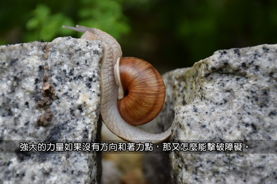 snail-1447233_1280-2
