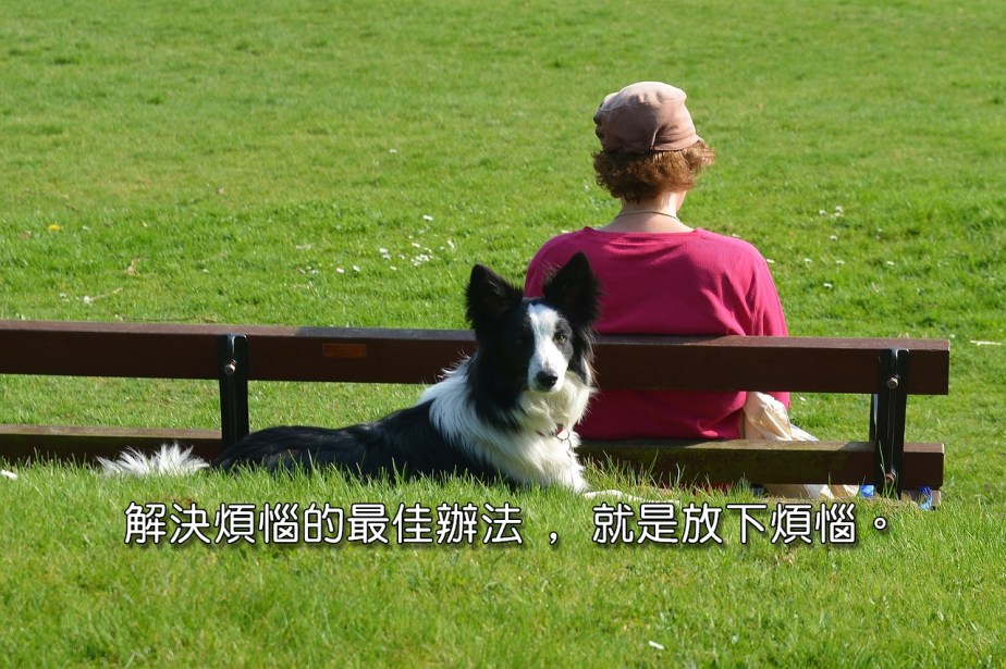 border-collie-1541852_1280-2