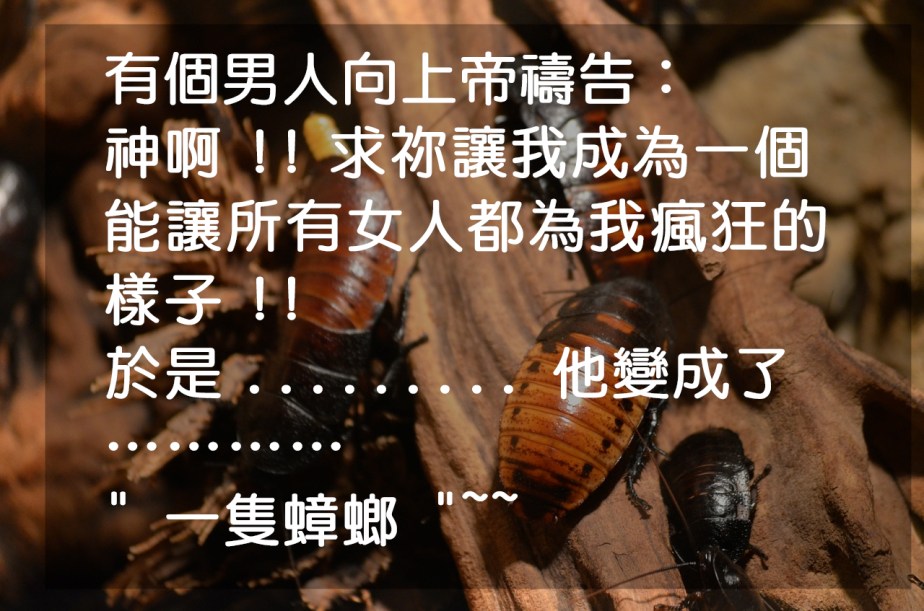 cockroaches-215544_1280-2