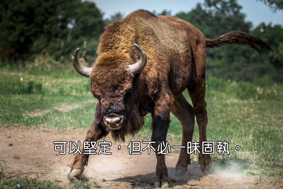 bison-european-2118538_1280-2