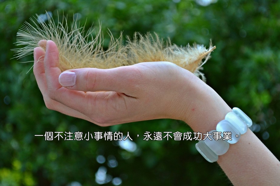 feather-1080956_1280-2