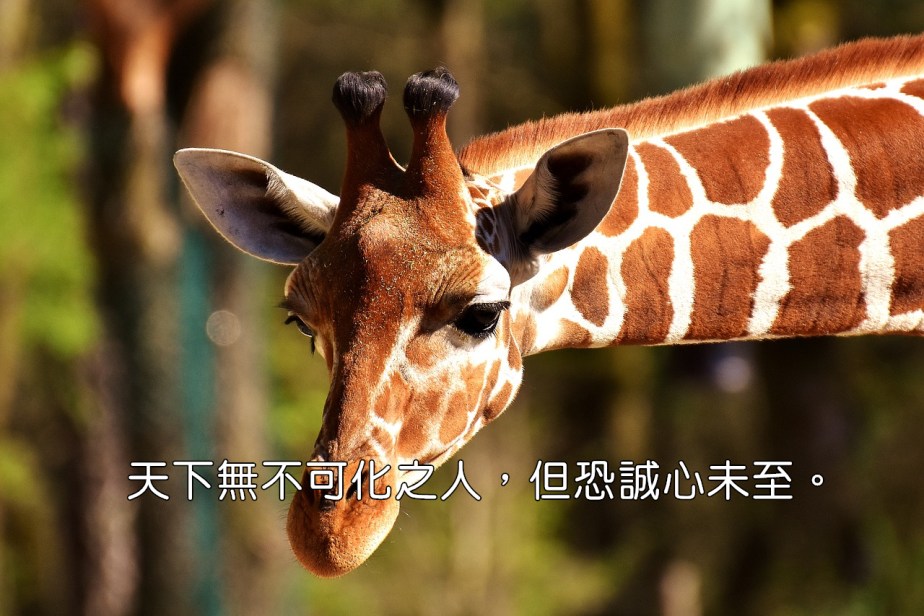 giraffe-2222908_1280-2