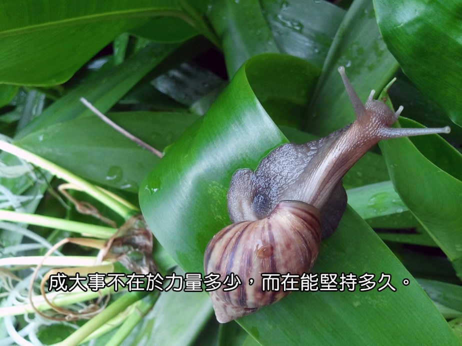 snail-71047_1280-2