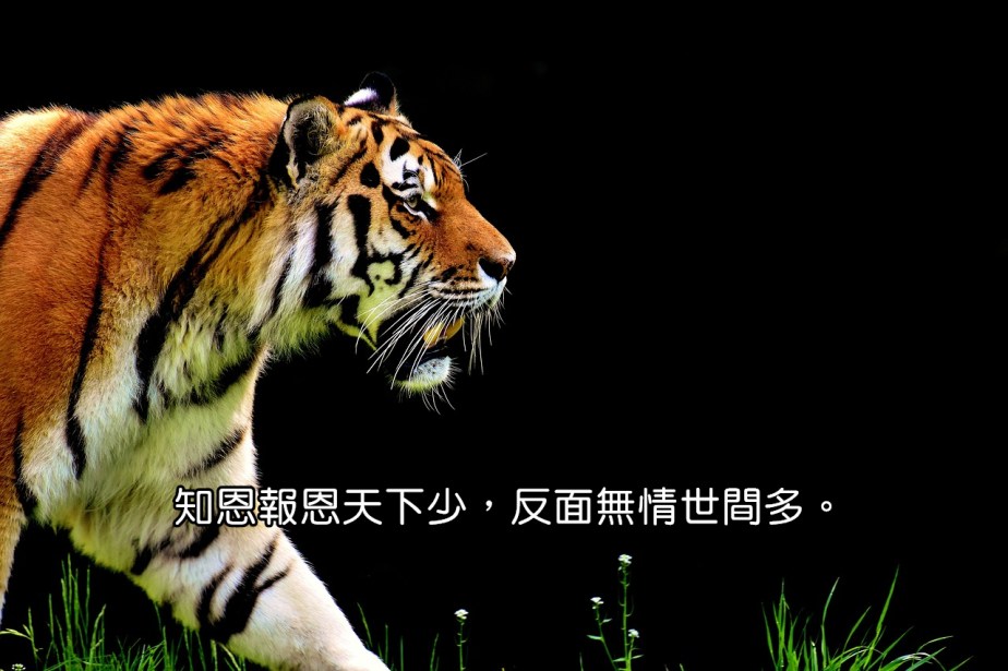 tiger-2320819_1280-2