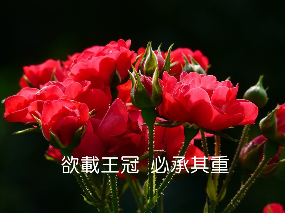 red-roses-4232_1280-2