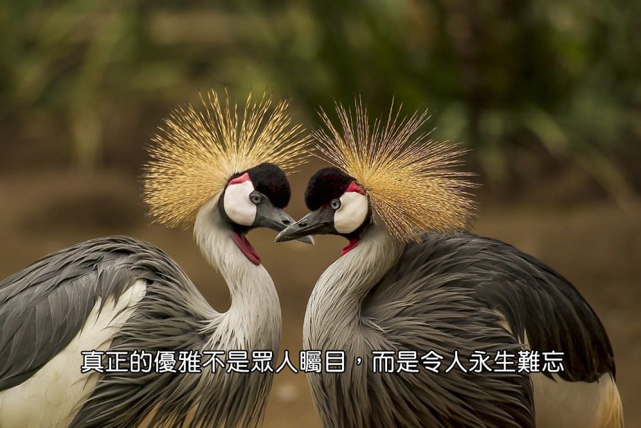 grey-crowned-crane-540657_1280-2