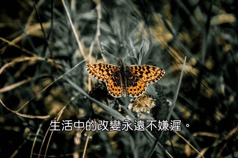 butterfly-734654_1280-2