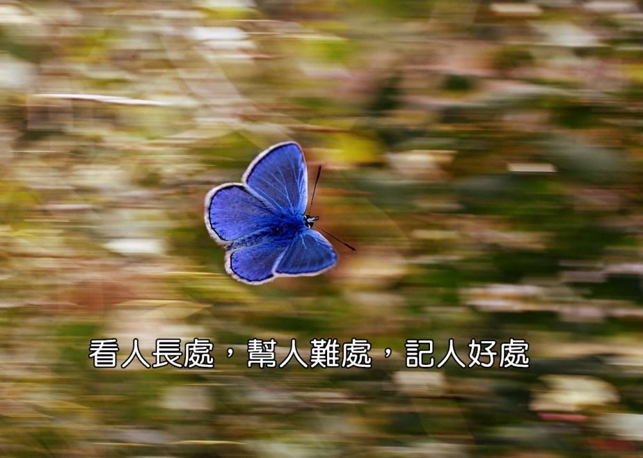 butterfly-2837589_1280-2