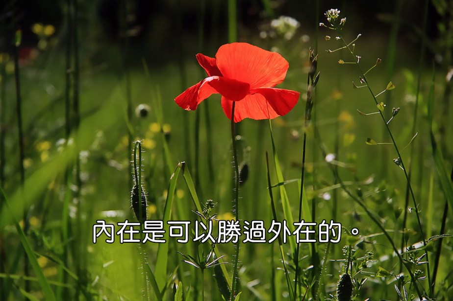 poppy-3137588_1280-2