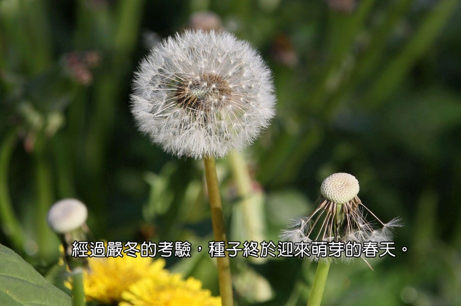dandelion-3352354_1280-2