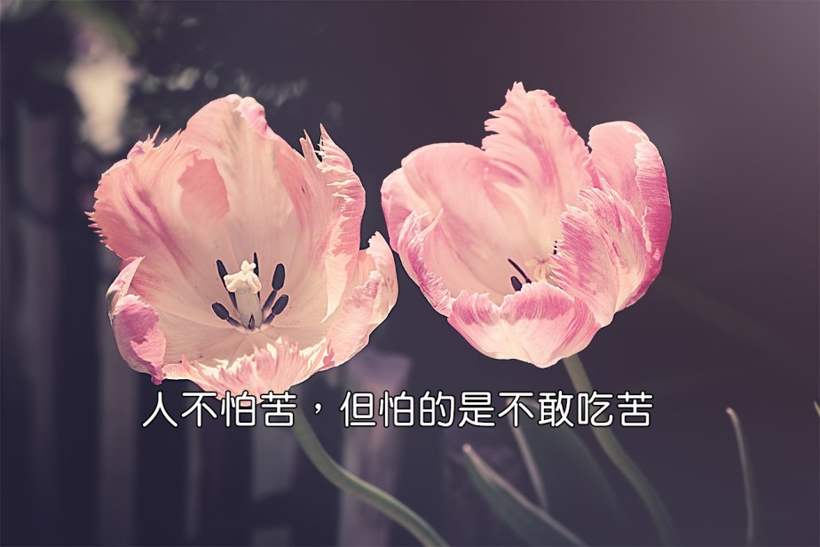 tulips-3339416_1280-2